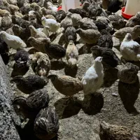 پرورش بلدرچین