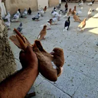 کلاغ نواری پرتغالی|پرنده|مشهد, آبکوه|دیوار