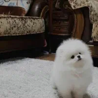 پرورش تخصصی نژاد پامر.پامرانین خرسی عروسکی|سگ|شیراز, فرهنگ شهر|دیوار