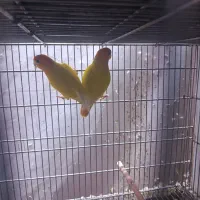 طوطی برزیلی اوپال سر نارنجی