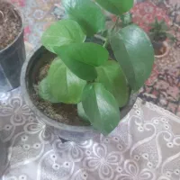 گل طبیعی