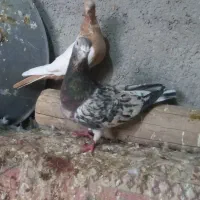 کبوتر رنگی|پرنده|اسفرورین, |دیوار