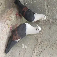 مخمل و دوکت|پرنده|مهر, |دیوار