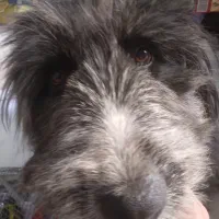 واگذاری تریر دست پا بلند