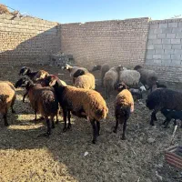 15راس کاور ۲ دندان و ۴ دندان|حیوانات مزرعه|بردسکن, |دیوار