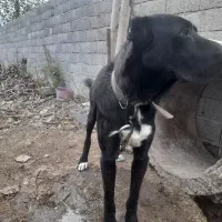 سگ گله|سگ|آستانه اشرفیه, |دیوار