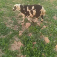 میش و بره|حیوانات مزرعه|اندیمشک, |دیوار