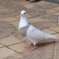 طوقی ماده معاوضه با نر