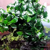 آکواریوم|ماهی|مشهد, کوشش|دیوار