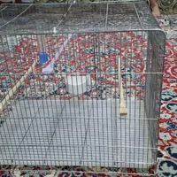 قفس پرنده