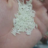 برنج علی کاظمی