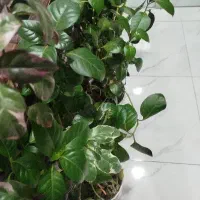 فروشـی مسکن مهر  بند ملا