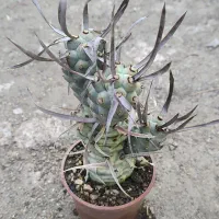 گل گیاه طبیعی کاکتوس