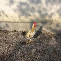 خروس محلی درشت سالم سرحال|حیوانات مزرعه|سیاهکل, |دیوار