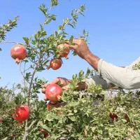 نیروی کار انار چینی هستیم (اکیپی)