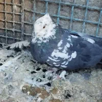 کبوتر|پرنده|خوانسار, |دیوار