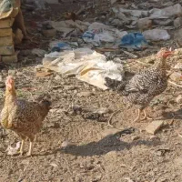 مرغ خانگی زابلی