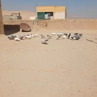 کبوتر|پرنده|گرمسار, |دیوار