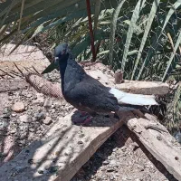 دم سفید|پرنده|بم, |دیوار