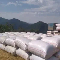 کاه گندم درجه یک