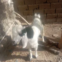 پاچن|حیوانات مزرعه|چابهار, |دیوار