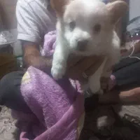 واگذاری سگ پامر خرسی