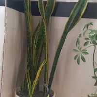 گل وگلدان طبیعی