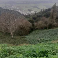 زمین-باغ-چای