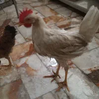 یک جفت مرغ و خروس جوان