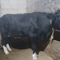 گاو|حیوانات مزرعه|انگوت, |دیوار