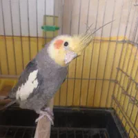 عروس هلندی دستی