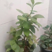 روسری استوک 10تومن