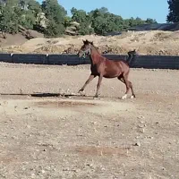 اسب|اسب و تجهیزات اسبسواری|چیتاب, |دیوار