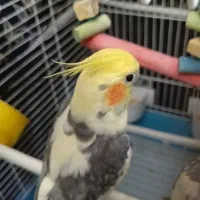 عروس هلندی نر مست