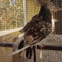 کبوترسورورانباری|پرنده|تهران, نازیآباد|دیوار