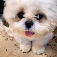 شیتزو فلت عروسکی نر 2ساله|سگ|آستانه اشرفیه, |دیوار