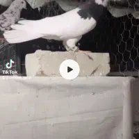 طوقی سیاه نر|حیوانات|تاکستان, |دیوار