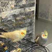 یک جفت عروس هلندی نرو ماده ارام|پرنده|رشت, دیلمان|دیوار