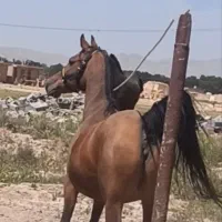 مادیون بی نظیر|اسب و تجهیزات اسب‌سواری|مرودشت, شهرک مهدیه|دیوار