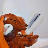 نر شازده سرخ خال سیاه کمیاب