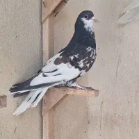 کبوتر|پرنده|شیراز, مسلم|دیوار
