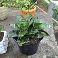 فروش گل زینتی|گل و گیاه طبیعی|رشت, دیلمان|دیوار