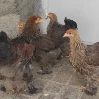 نیمچه برهما پاتریچ اصل