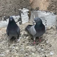 کبوتر|پرنده|اردکان, |دیوار