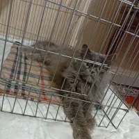 گربه نر بریتیش شورت هیر