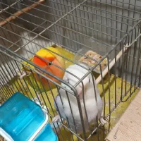 جفت طوطی مولد با۵تخم به شرط مولد بودن