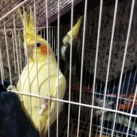 عروس|پرنده|زابل, |دیوار