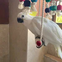 جوجه کاکادو بیگ سایز ۵ماهه
