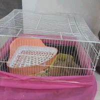 خرگوش لوپ|موش و خرگوش|اراک, |دیوار