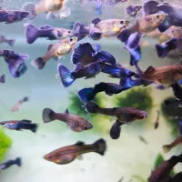 گوپی بلو مسکو|ماهی|تهران, استخر|دیوار